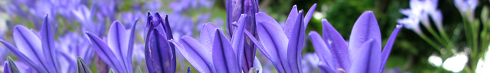 ブローディア写真 花写真