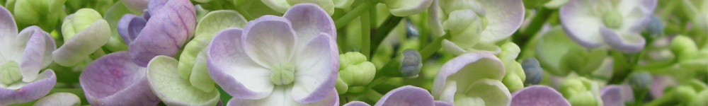 紫陽花写真
