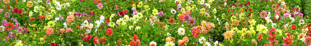 ダリアの花写真