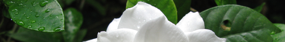 花の写真 クチナシ 商用可能 フリー素材